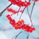 winterberry