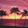 Tampa8