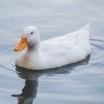 gestalt_duck